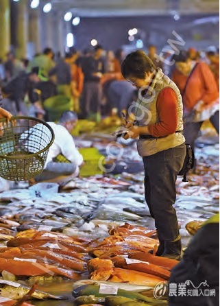 魚販以精準眼光掃過魚貨，再填上心中合理價格，加入投標拍賣的行列。
