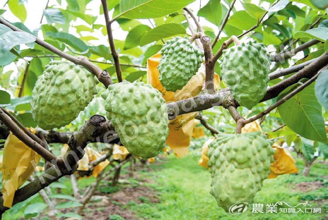 臺灣主要外銷水果之一的鳳梨釋迦經人工授粉可提高著果率，穩定產量。