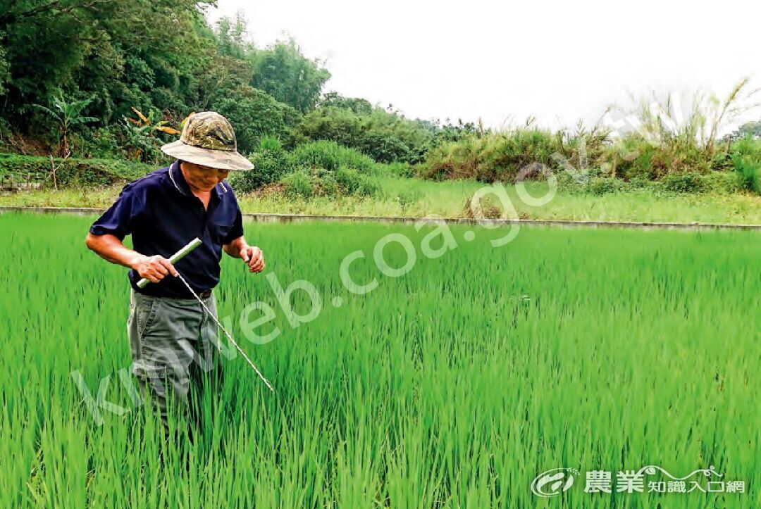 時值孕穗前期晒田時分，水稻葉顏色偏綠位置的屬黏質壤土，土壤穿刺阻力較高。
