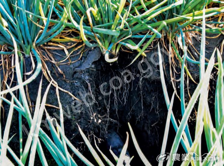 位於水頭區的蔥，由於土壤中的礦質養分大量淋洗，造成外葉持續發生乾枯、全株蔥管葉較細小且黃化，疫病、根蟎危害發生嚴重。