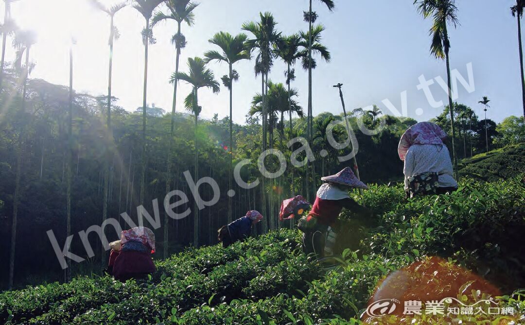 清晨時分，採茶工便戴著花布斗笠，在晨曦的照耀中辛苦採摘茶葉。