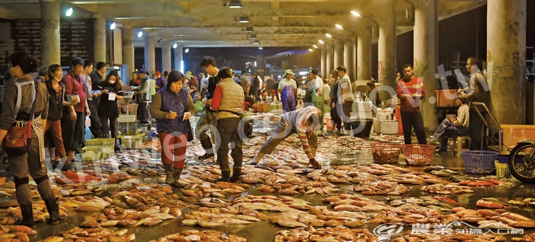 天未亮，馬公漁港的魚市場便相當熱絡，人們快速地將大批新鮮魚貨卸下船、擺至市場內準備販售。