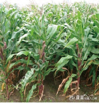 青割玉米是飼料玉米的一種，營養價值比狼尾草等更高，有「芻料之王」的封號。