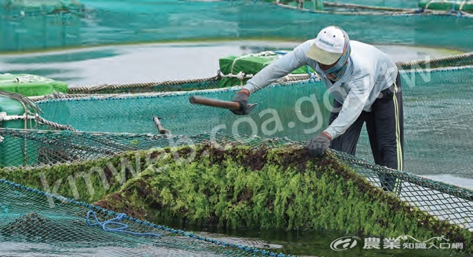 天和海洋漁場工作人員會定時換掉長苔的漁網，確保魚群在乾淨環境下長大。