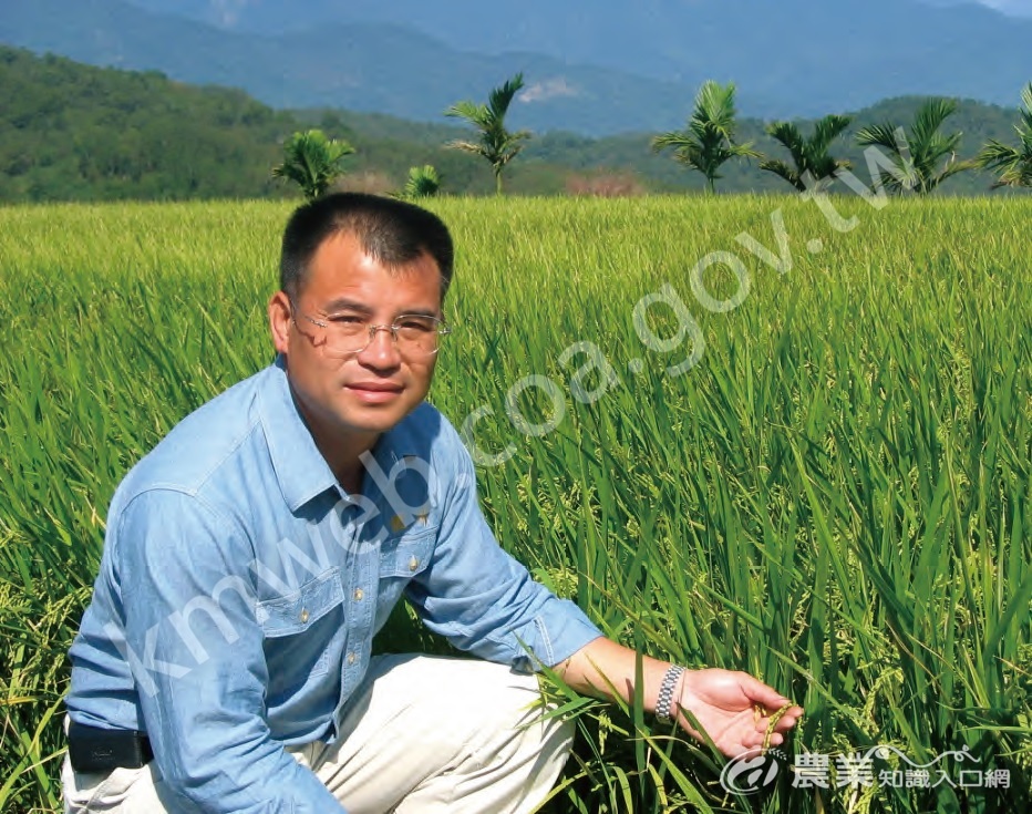 銀川米負責人賴兆炫在有機耕作的努力，帶領農友捨棄慣行農法，讓富里的生態生機有了很大的改善。