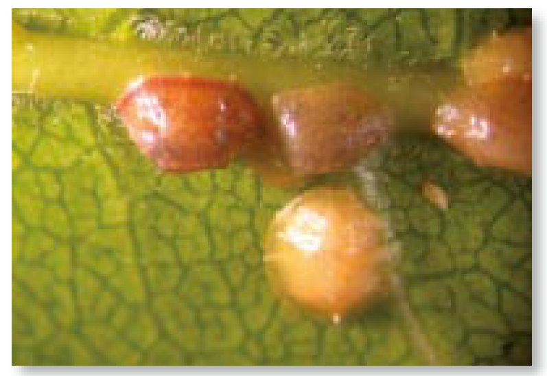 白柿蟲害寫真秀－介殼蟲