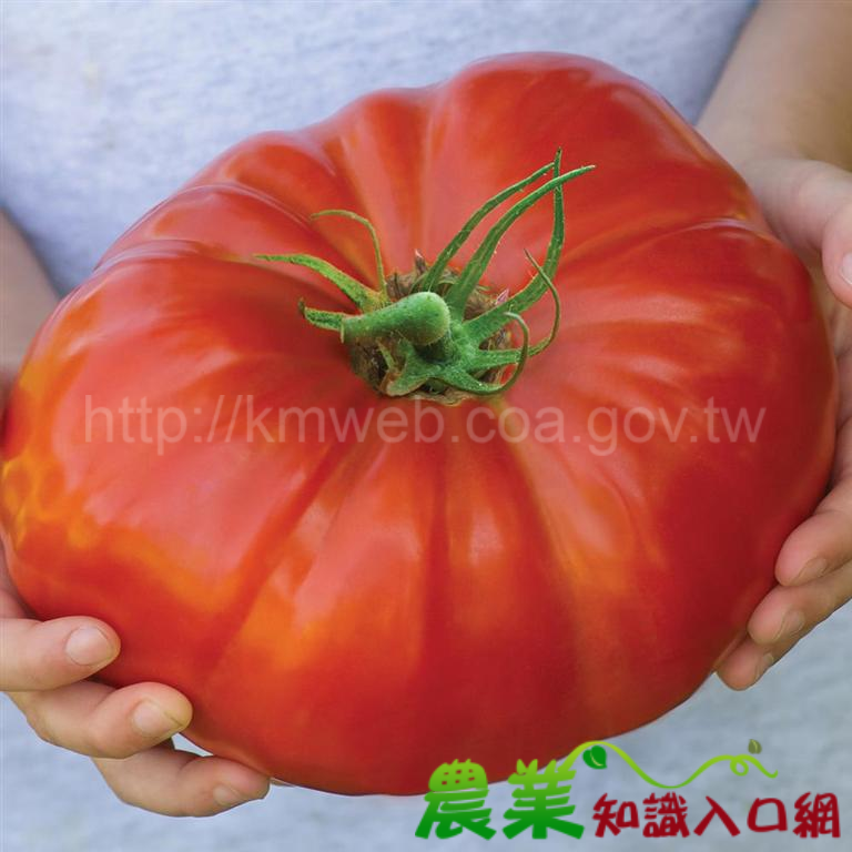 世界上最大的商業用番茄