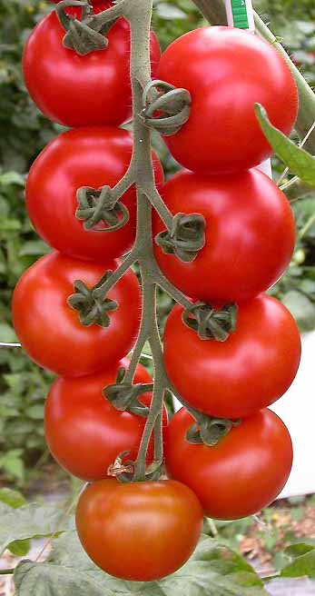 設施串收番茄栽培體系的開發