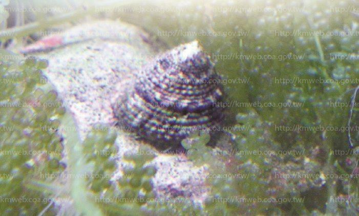 血斑鐘螺Trochus stellatus