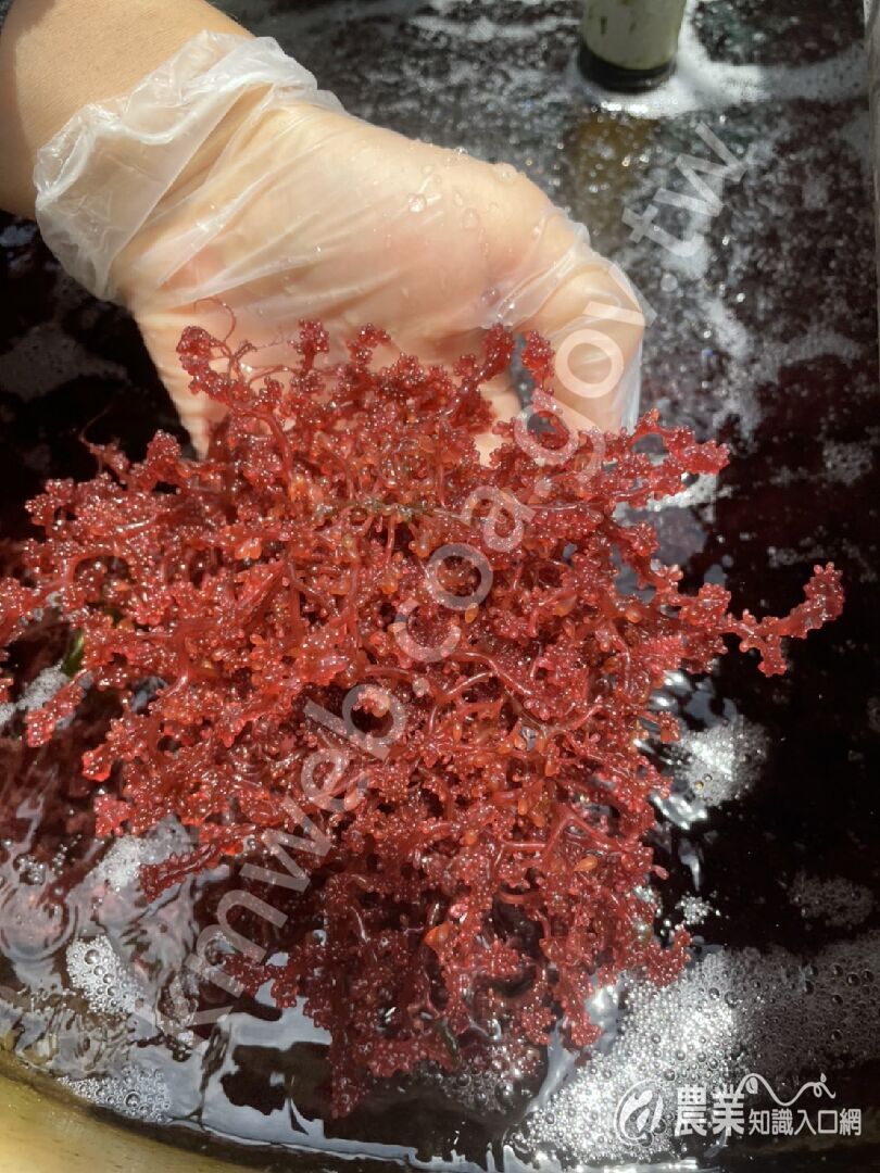 紅葡萄藻養殖