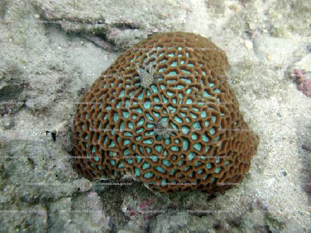 粗糙角星珊瑚 Goniastrea aspera