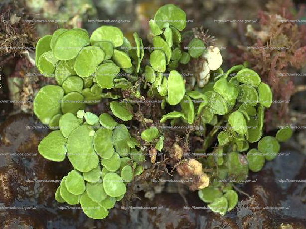 仙掌藻 Halimeda opuntia