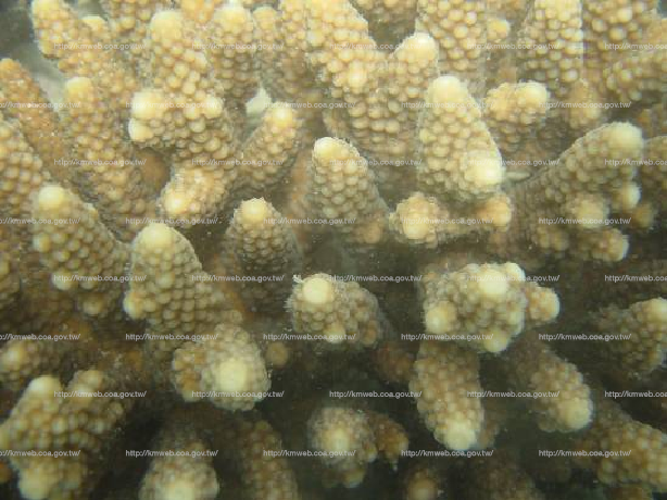 趾型軸孔珊瑚 Acropora humilis