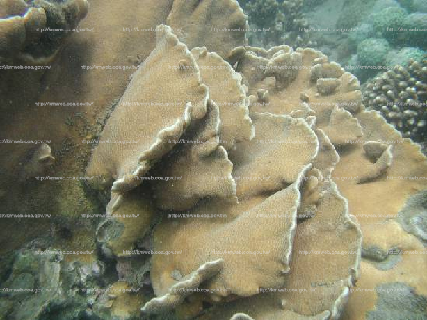 板葉雀屏珊瑚 Pavona decussate