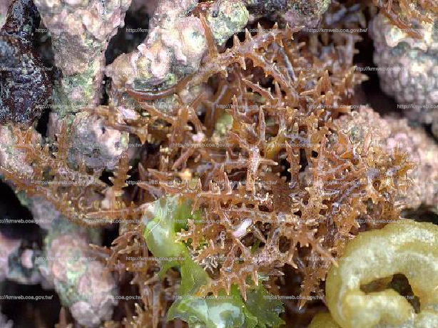 鋸齒麒麟菜 Eucheuma serra