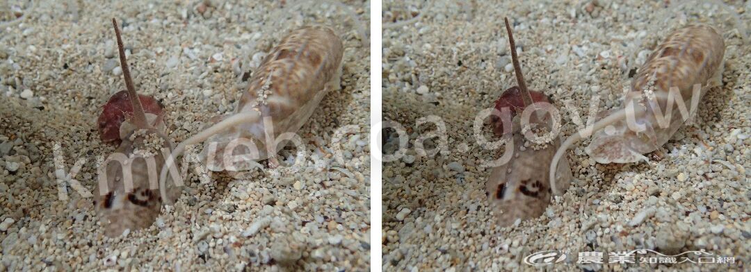 平瀨榧螺於沙質底及沙面攝食