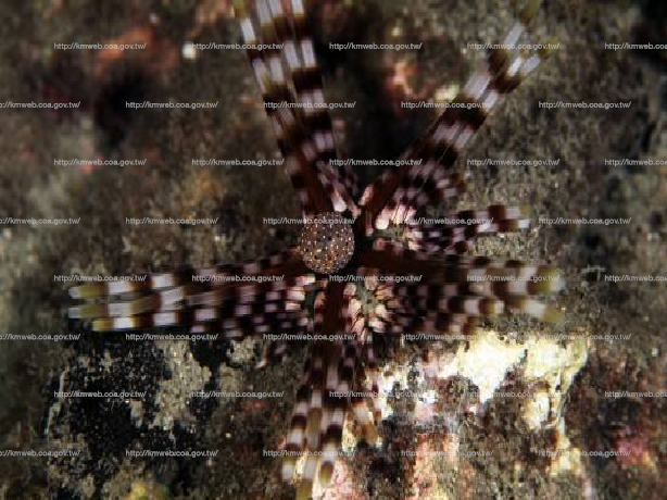 環刺棘海膽 Echinothrix calamaris