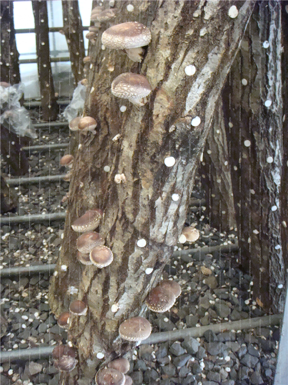 段木菇類栽培管理技術