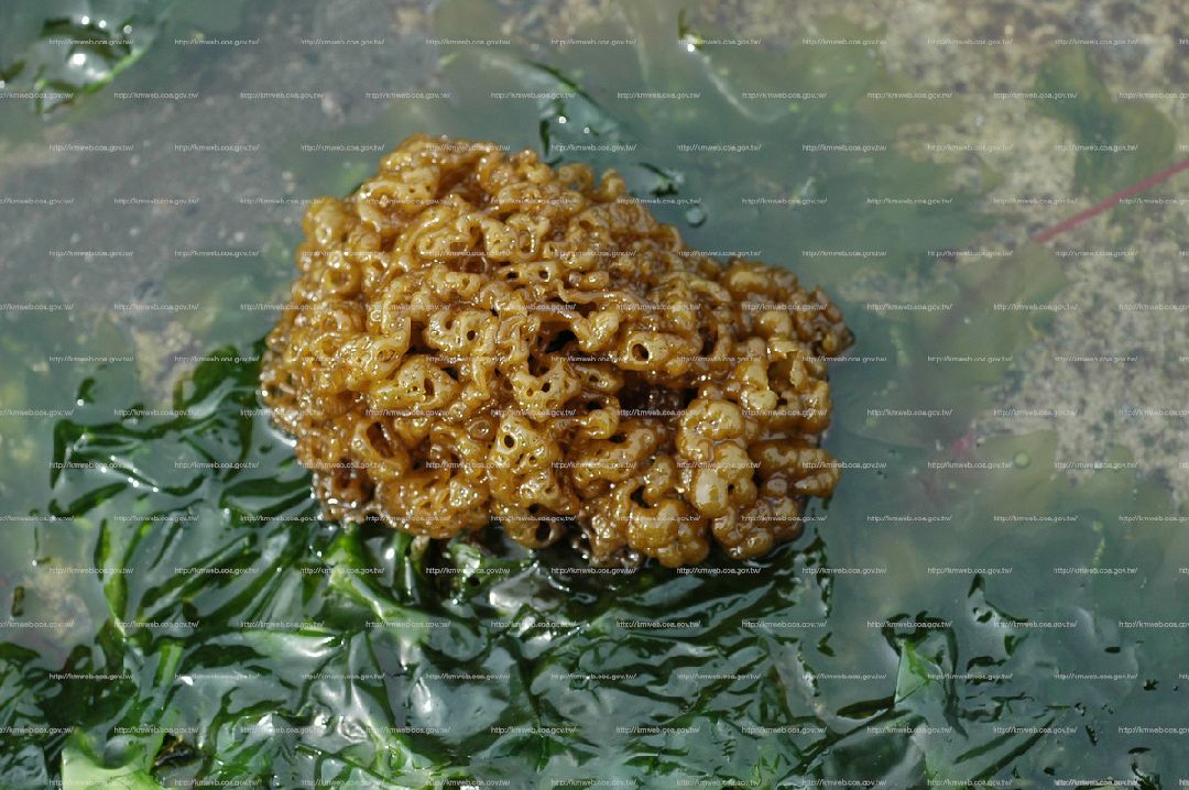 網胰藻