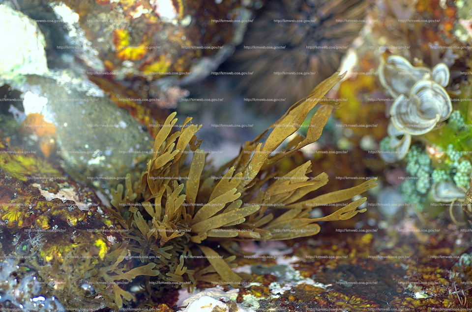 厚緣藻