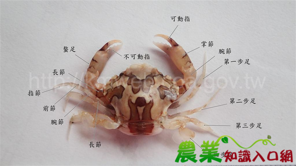 螃蟹外部形態特徵
