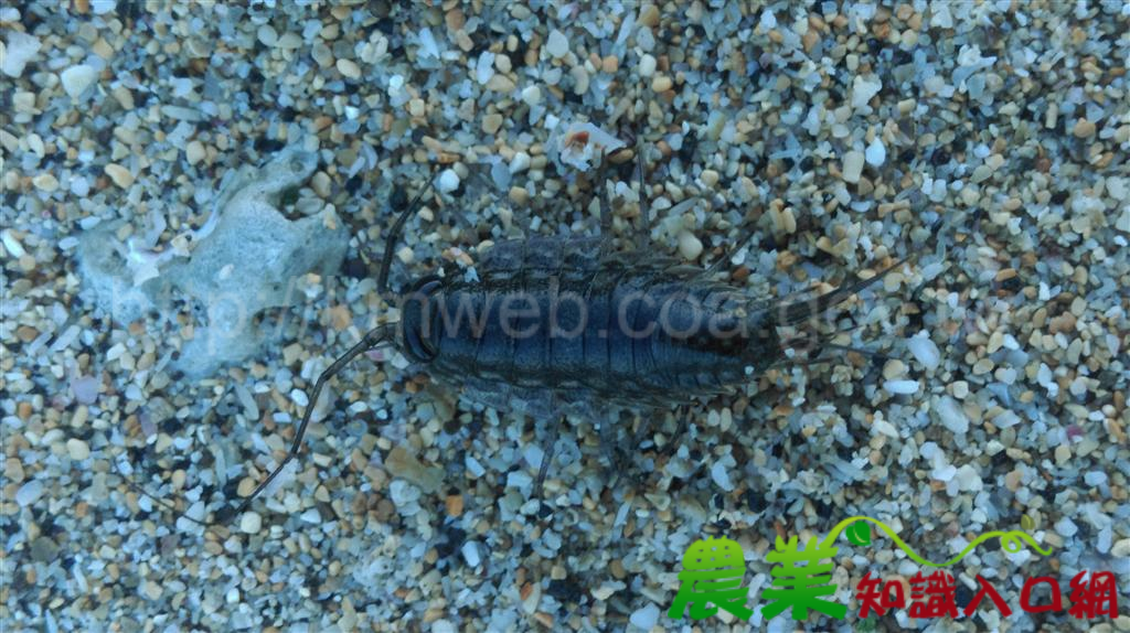 海蟑螂Ligiidae
