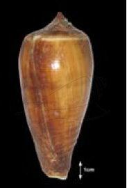 Conus radiatus Gmelin, 1791 光環芋螺