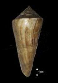 Conus sieboldii Reeve, 1848 西寶芋螺