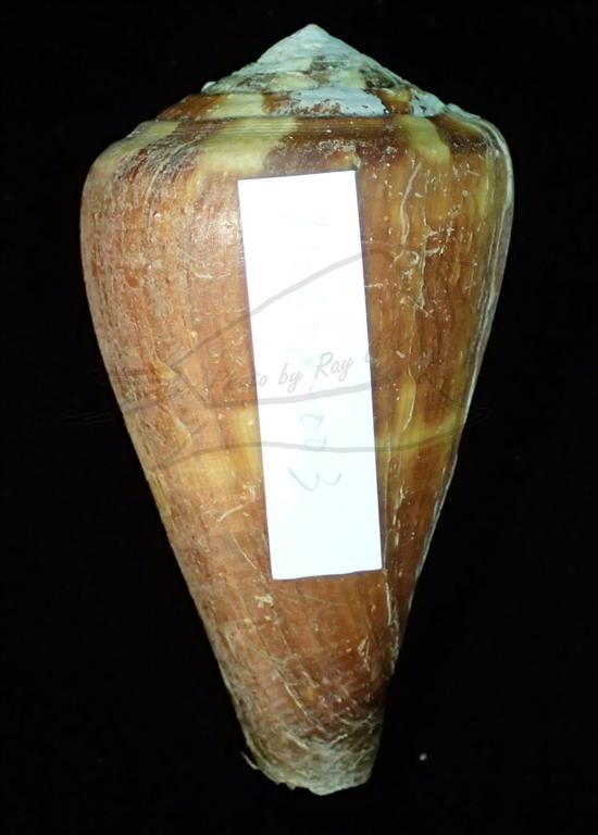 Conus vexillum Gmelin, 1791 旗幟芋螺