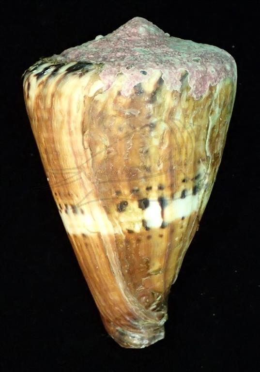 Conus capitaneus Linnaeus, 1758 船長芋螺