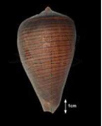 Conus figulinus Linnaeus, 1758 黑線芋螺