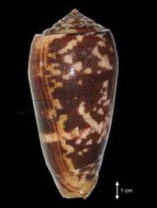 Conus striatus Linnaeus, 1758 細線芋螺