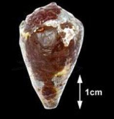 Conus ebraeus Linnaeus, 1758 斑芋螺