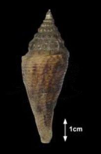Conus orbignyi Audouin, 1831 歐氏芋螺