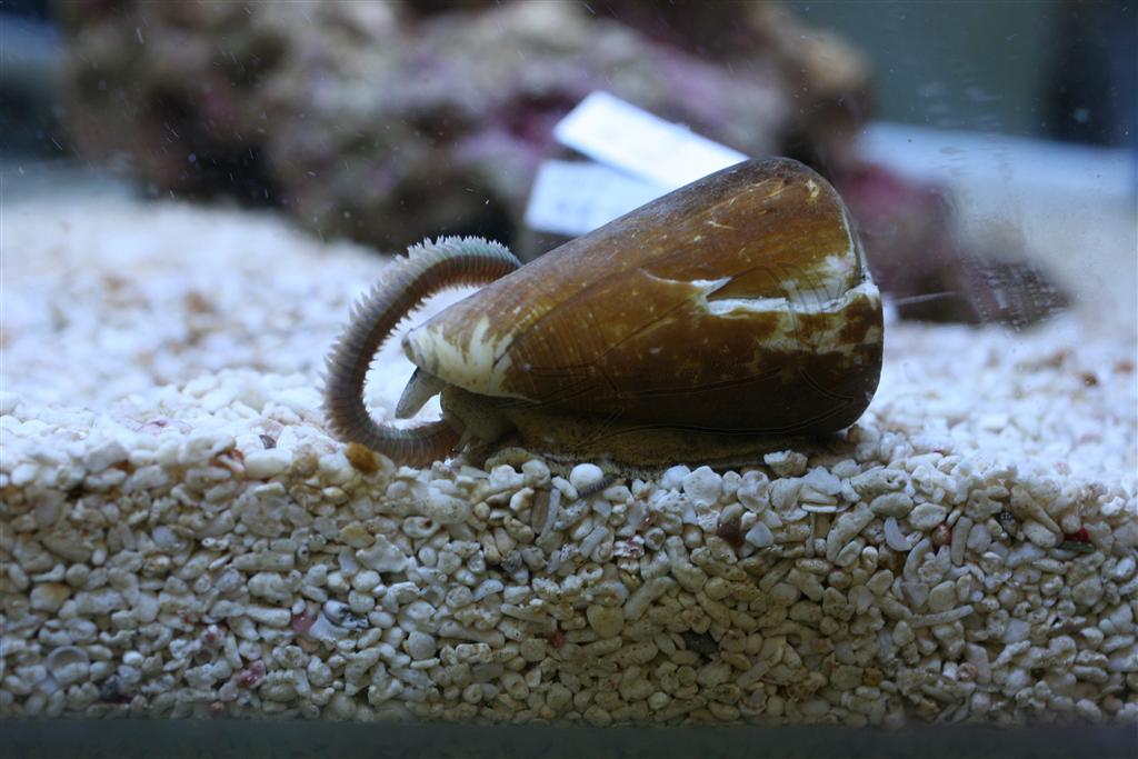 食蟲類芋螺