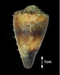 Conus miles Linnaeus, 1758 柳絲芋螺