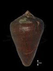 Conus quercinus Lightfoot, 1786 蠟黃芋螺