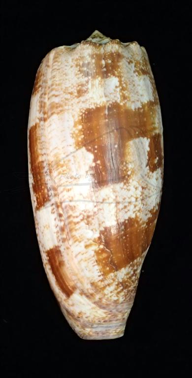 Conus geographus Linnaeus, 1758殺手芋螺