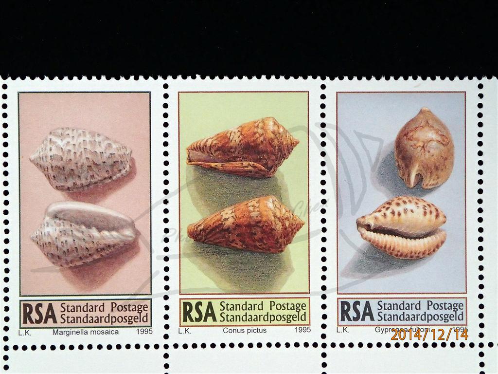 南非1995年貝類郵票-Conus pictus(中)