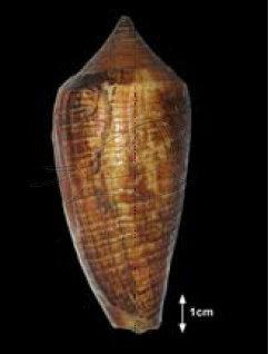 Conus australis Holten, 1802 長芋螺