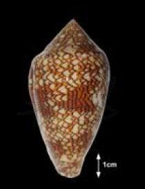 Conus textile Linnaeus, 1758 織錦芋螺