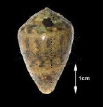 Conus coronatus Gmelin, 1791 花冠芋螺