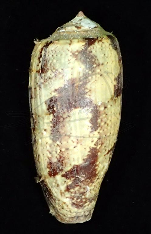 Conus tulipa Linnaeus, 1758 鬱金香芋螺