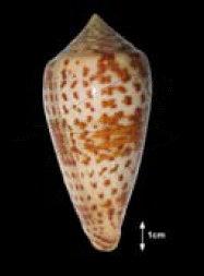 Conus lynceus Sowerby II, 1858 花簾芋螺