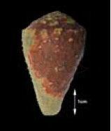 Conus parvulus Link, 1807 桔梗芋螺