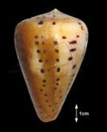 Conus betulinus Linnaeus, 1758 別緻芋螺
