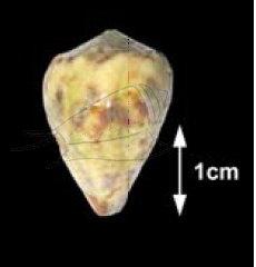 Conus sponsalis sponsalis Hwass, 1792 花環芋螺
