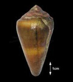 Conus flavidus Lamarck, 1810 紫霞芋螺