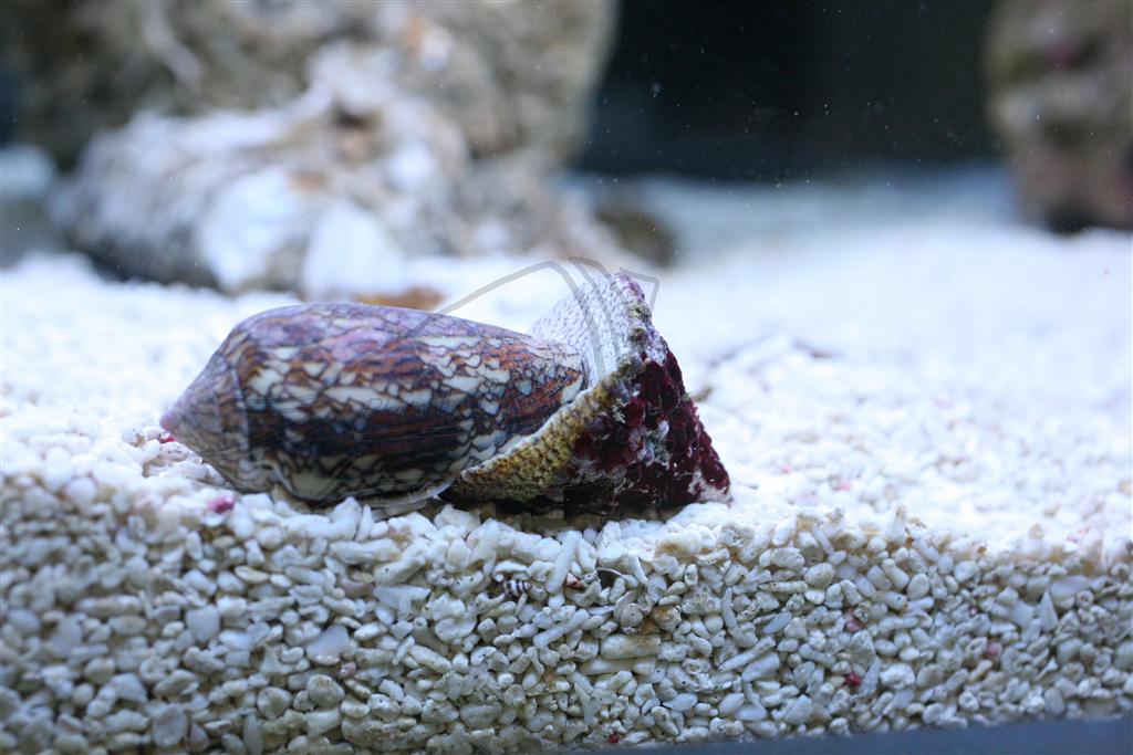 食軟體動物類芋螺