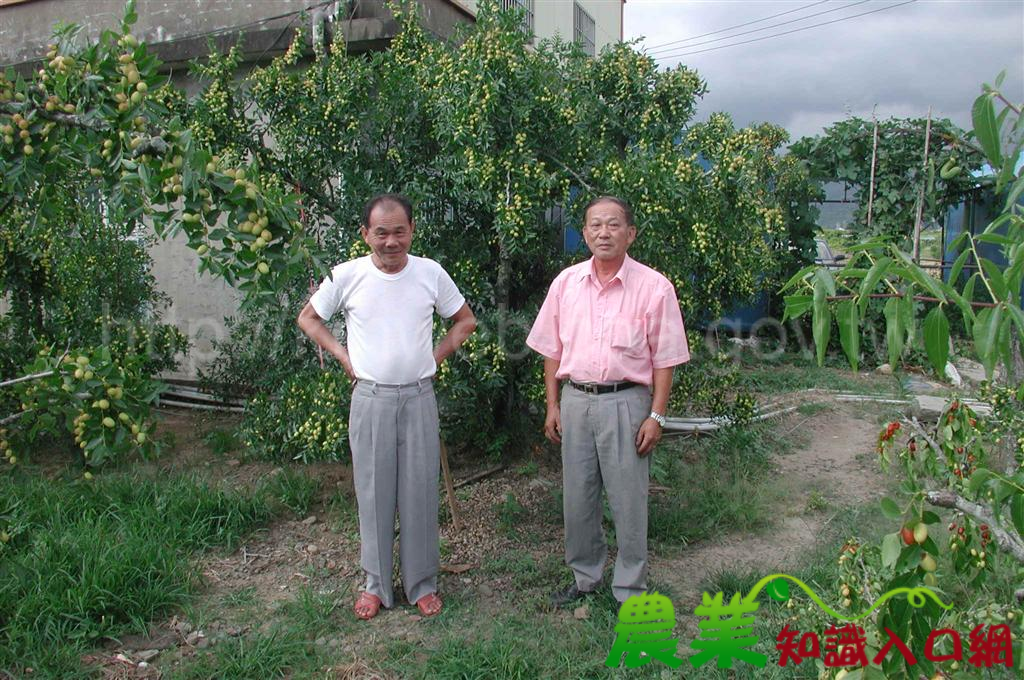 臺灣紅棗栽培的起源